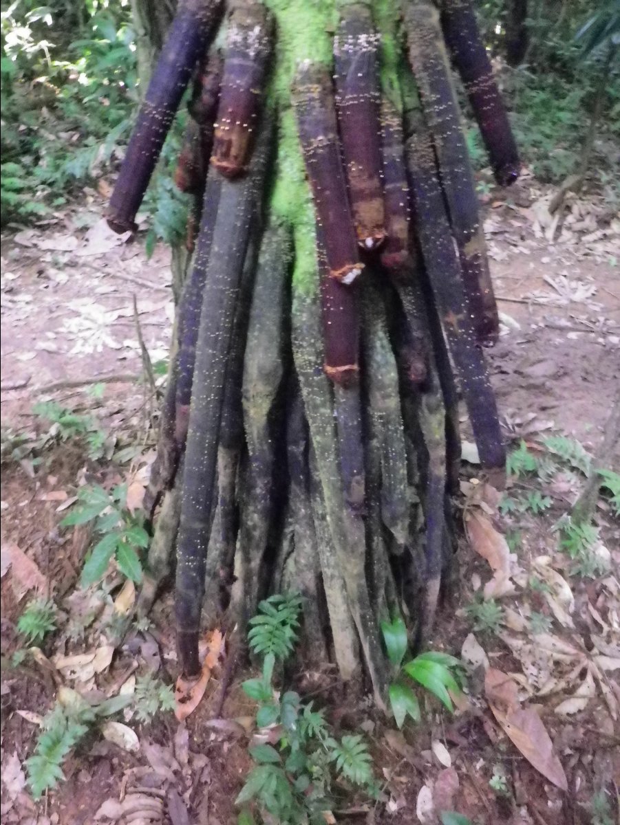 Amazon - Peru29